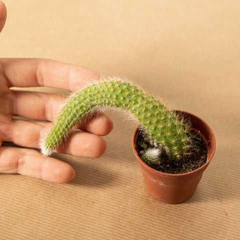 Simegarden Coda di scimmia 5.5cm