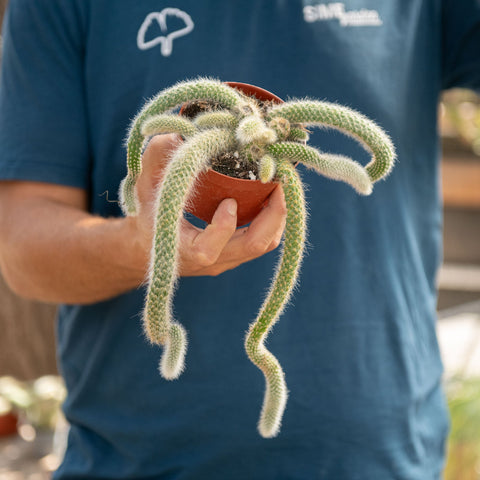 Simegarden Coda di scimmia pianta 11 cm