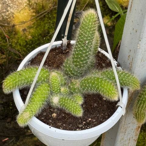 Simegarden Coda di scimmia pianta 14 cm - corta