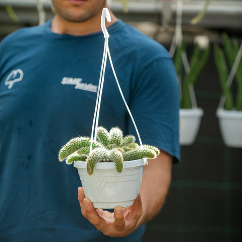 Simegarden Coda di scimmia pianta 14 cm - corta