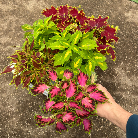 Simegarden Coleus 12 cm