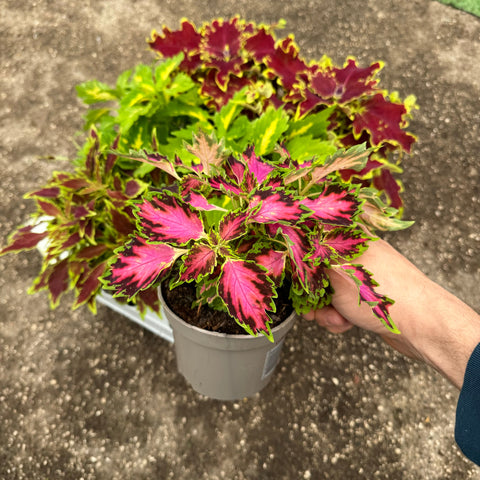 Simegarden Coleus 12 cm