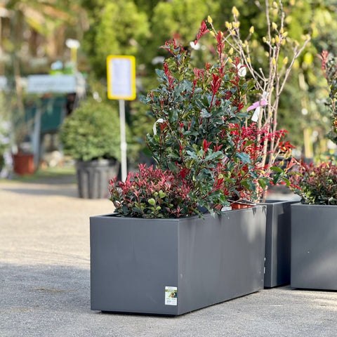 Simegarden Composizione piante Photinia