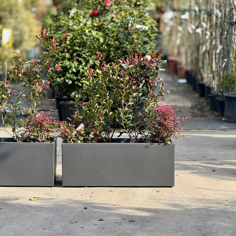 Simegarden Composizione piante Photinia