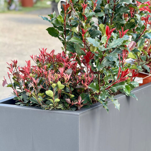 Simegarden Composizione piante Photinia