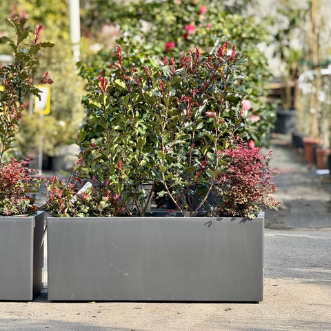 Simegarden Composizione piante Photinia