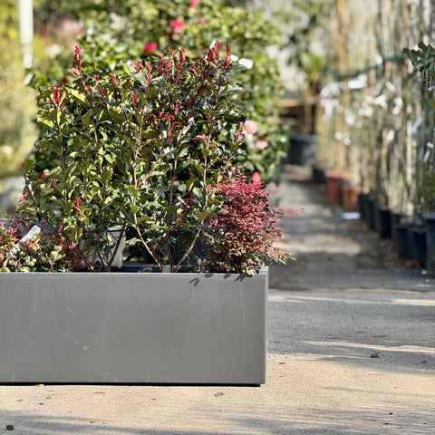 Simegarden Composizione piante Photinia