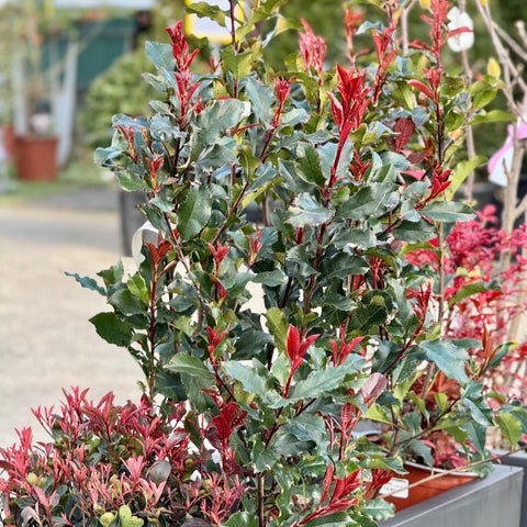 Simegarden Composizione piante Photinia