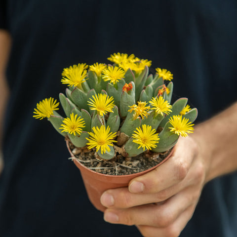 Simegarden Conophytum bilobum 10.5 cm