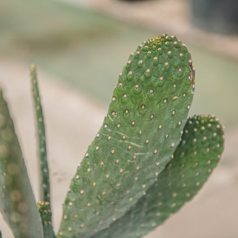 Simegarden Consolea rubescens