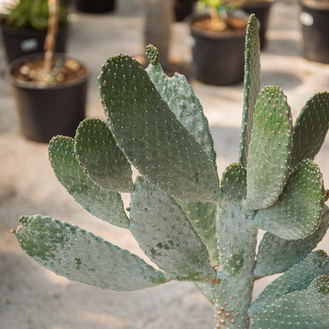 Simegarden Consolea rubescens