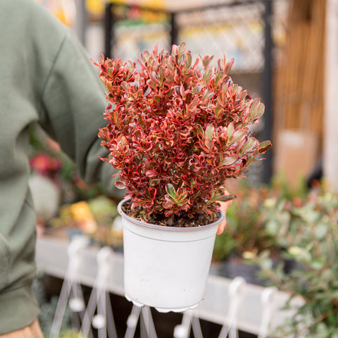 Simegarden Coprosma repens rosso 15 cm