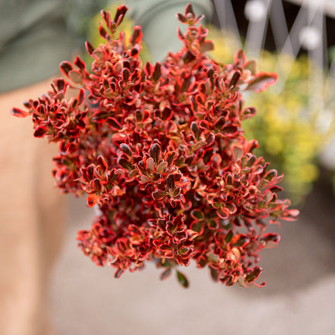 Simegarden Coprosma repens rosso 15 cm