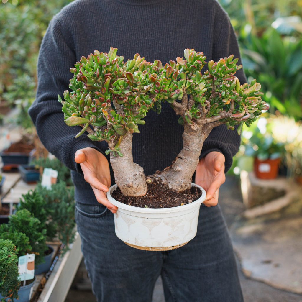 Crassula hobbit