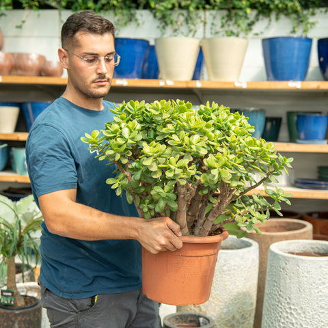 Simegarden Crassula ovata 30 cm