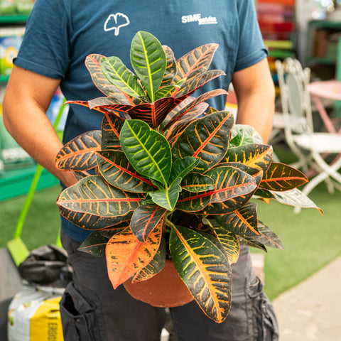 Simegarden Croton 24 cm