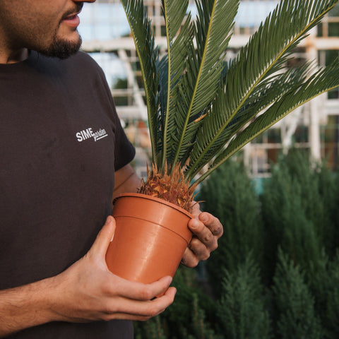 Simegarden Cycas revoluta 14 cm