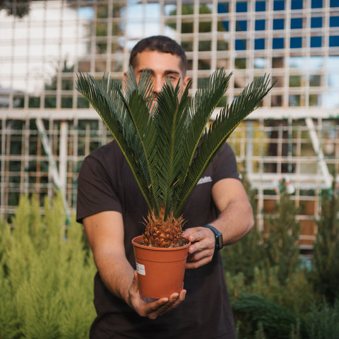 Simegarden Cycas revoluta 14 cm