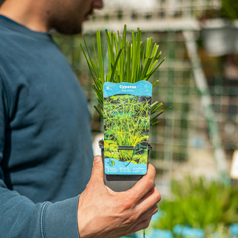 Simegarden Cyperus alternifolius
