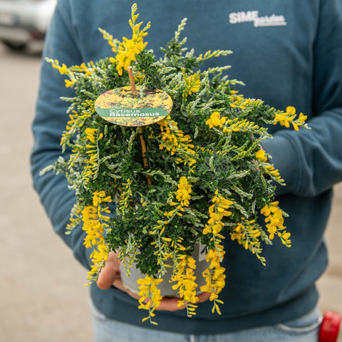 Simegarden Cytisus racemosus 15 cm / Giallo