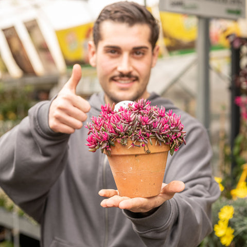 Simegarden Delosperma "desert dancer" 14 cm