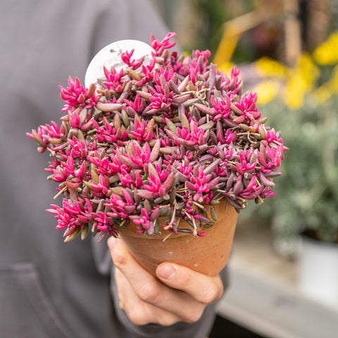 Simegarden Delosperma "desert dancer" 14 cm