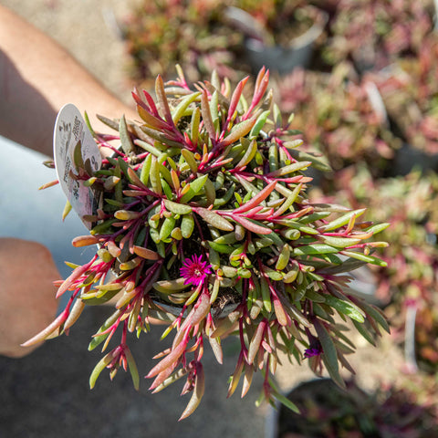 Simegarden Delosperma "desert dancers" 14 cm / Purple