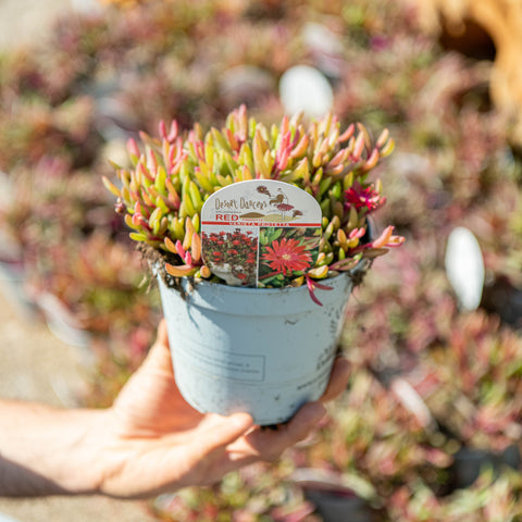 Simegarden Delosperma "desert dancers" 14 cm / Red
