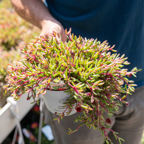 Simegarden Delosperma "desert dancers" 14 cm / Red