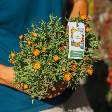 Simegarden Delosperma sun diamond 14 cm / Arancione