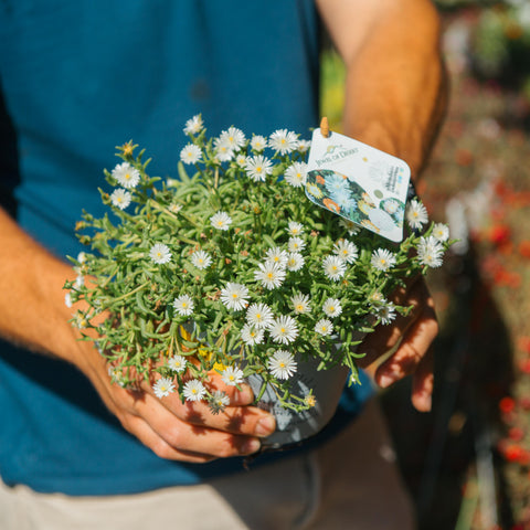 Simegarden Delosperma sun diamond 14 cm / Bianco