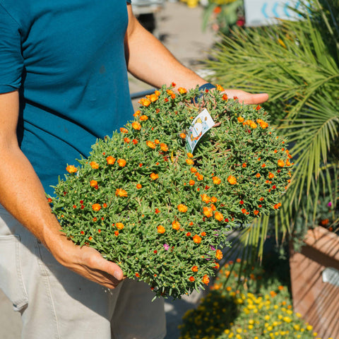 Simegarden Delosperma sun diamond 40 cm / Arancione