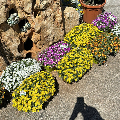 Simegarden Delosperma sun diamond 40 cm / Bianco