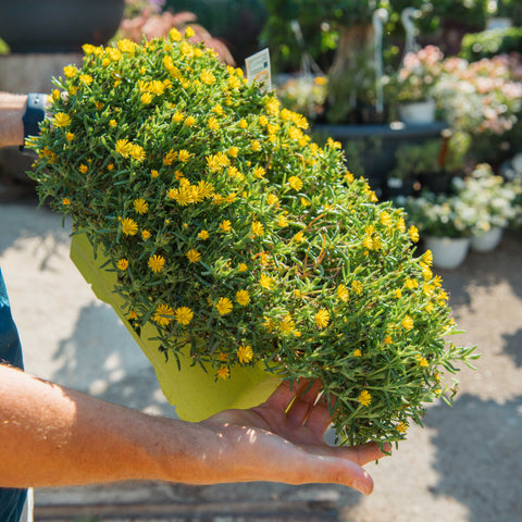 Simegarden Delosperma sun diamond 40 cm / Giallo