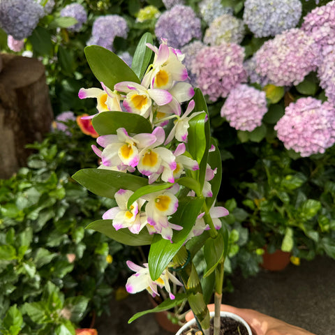 Simegarden Dendrobium nobile 12 cm