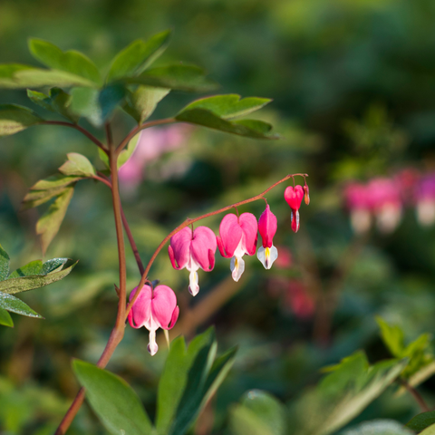 Simegarden Dicentra spectabilis