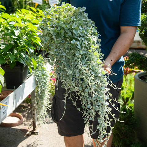 Simegarden Dichondra argentea 15 cm