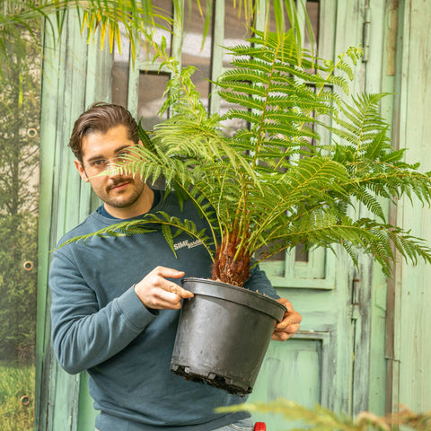 Simegarden Dicksonia antarctica