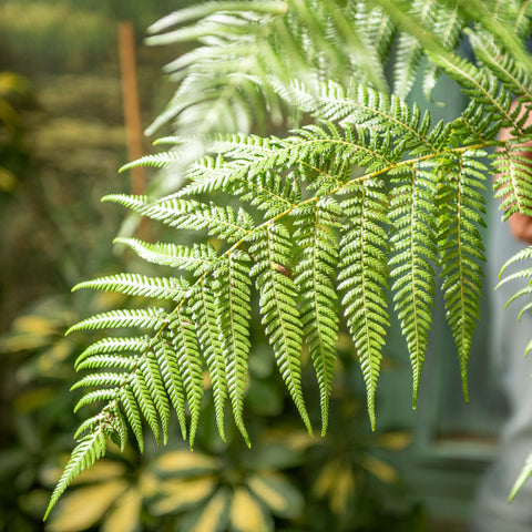 Simegarden Dicksonia antarctica