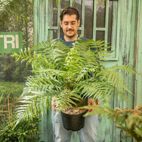 Simegarden Dicksonia antarctica