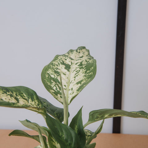 Simegarden Dieffenbachia seguine compacta