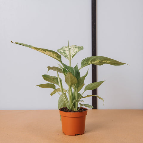 Simegarden Dieffenbachia seguine compacta