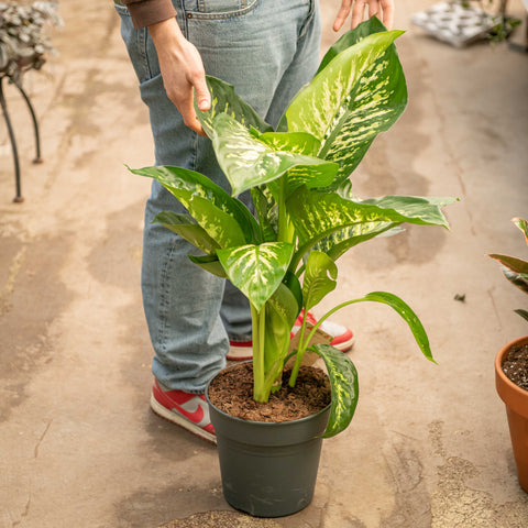 Simegarden Dieffenbachia seguine "reeva" 24 cm