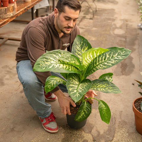 Simegarden Dieffenbachia seguine "reeva" 24 cm