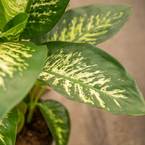 Simegarden Dieffenbachia seguine "reeva" 24 cm