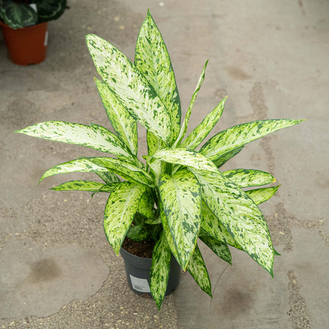 Simegarden Dieffenbachia vesuvio 17 cm