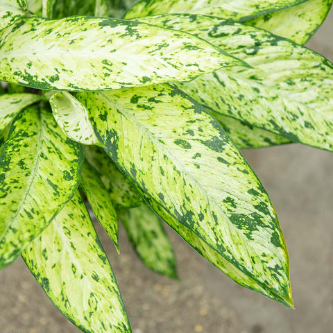 Simegarden Dieffenbachia vesuvio 17 cm