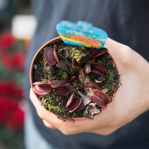 Simegarden Dionaea muscipula “All Red” 8.5 cm