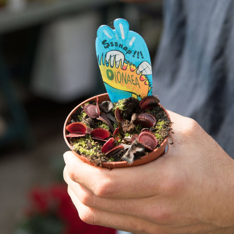 Simegarden Dionaea muscipula “All Red” 8.5 cm