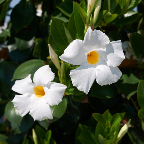 Simegarden Dipladenia 10 cm / Bianco